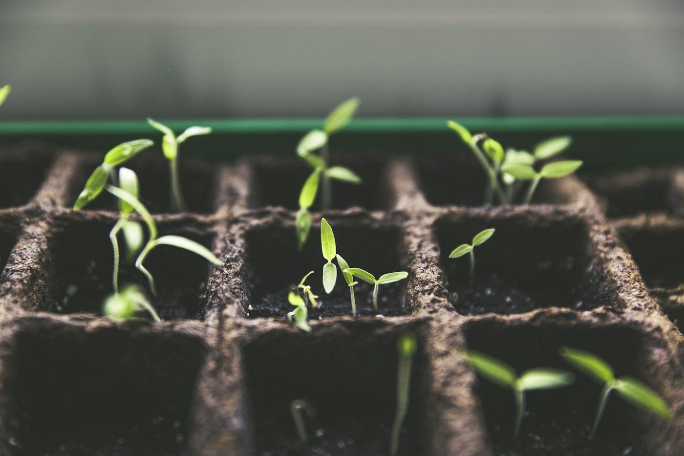 Young seedlings sprouting in soil, compostable film returns nutrients to the earth